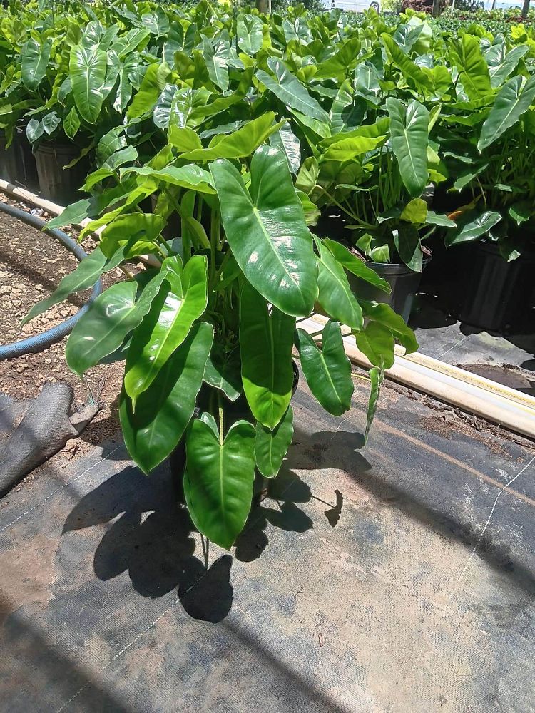 philodendron-burle-marx