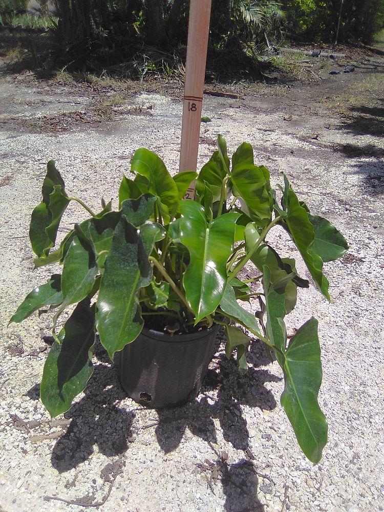 philodendron-burle-marx