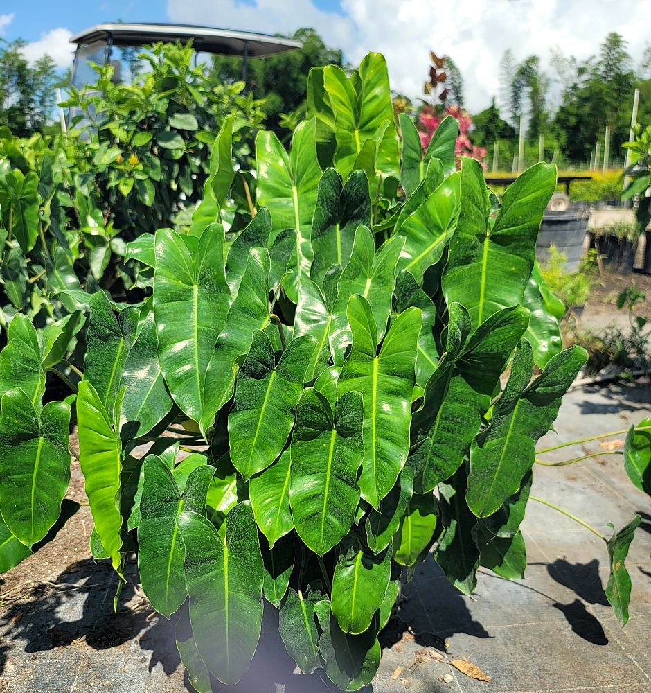 philodendron-burle-marx