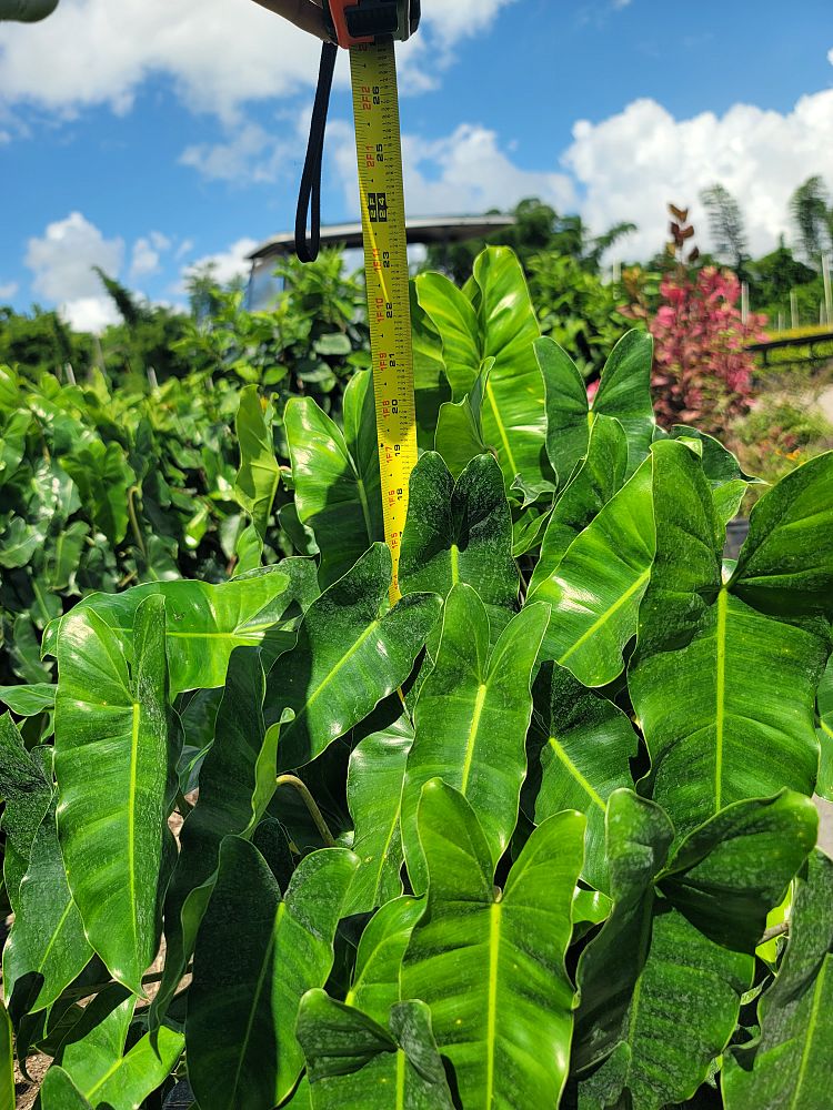 philodendron-burle-marx