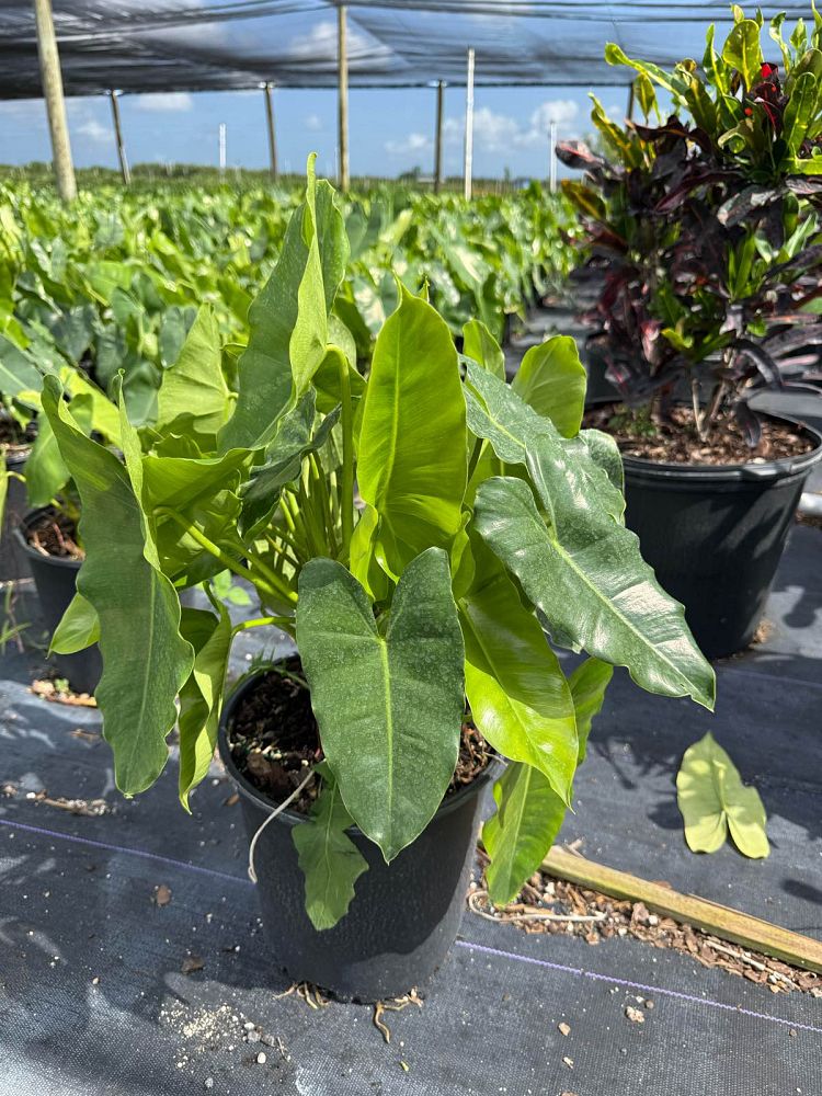 philodendron-burle-marx