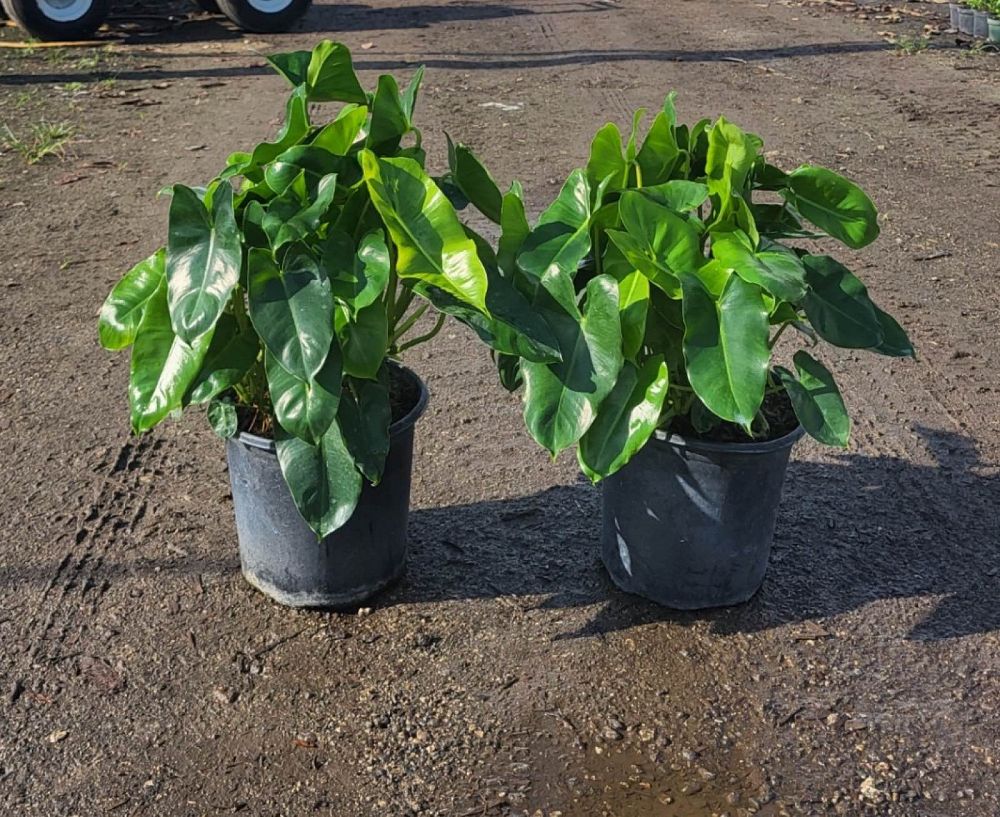 philodendron-burle-marx