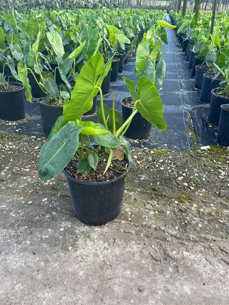philodendron-burle-marx