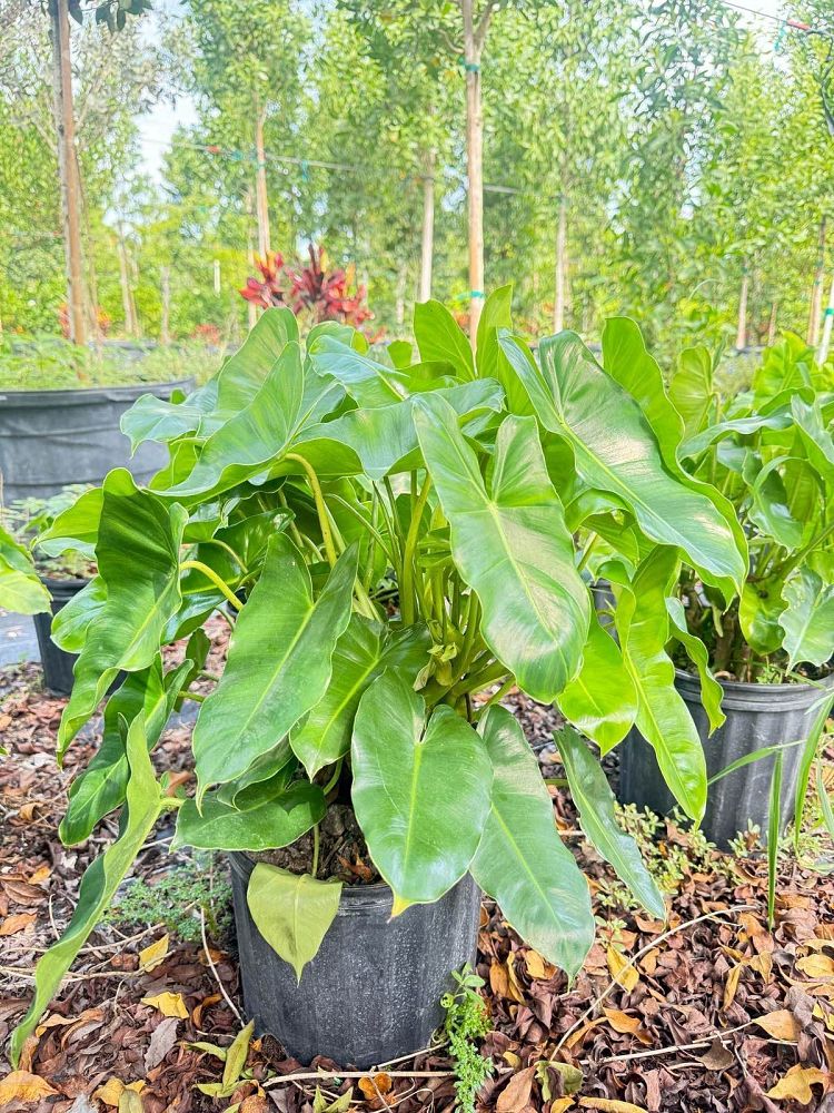 philodendron-burle-marx