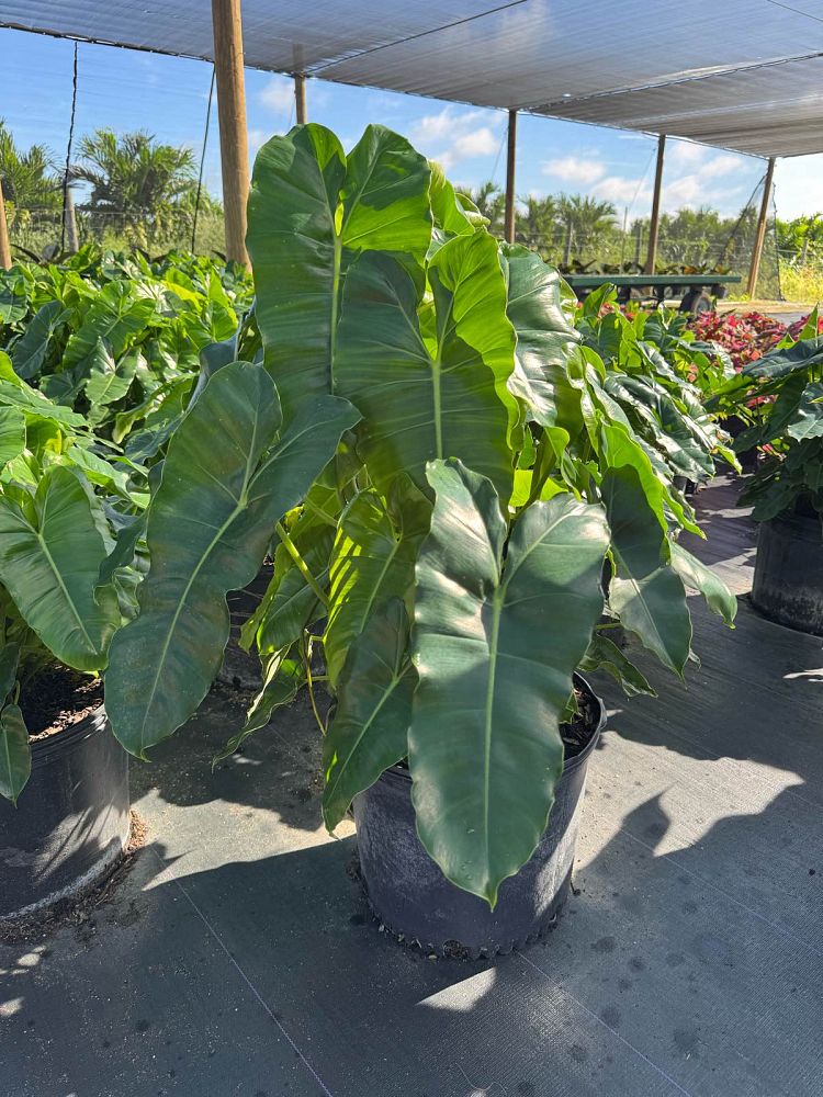 philodendron-burle-marx