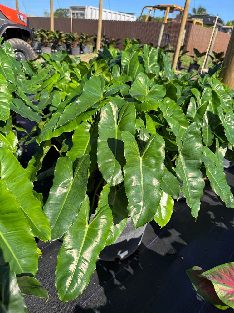 philodendron-burle-marx
