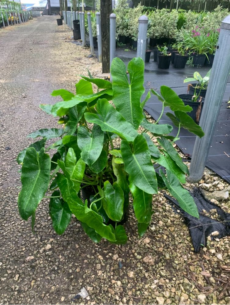 philodendron-burle-marx