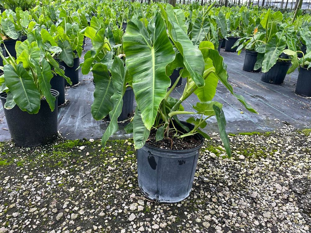 philodendron-burle-marx