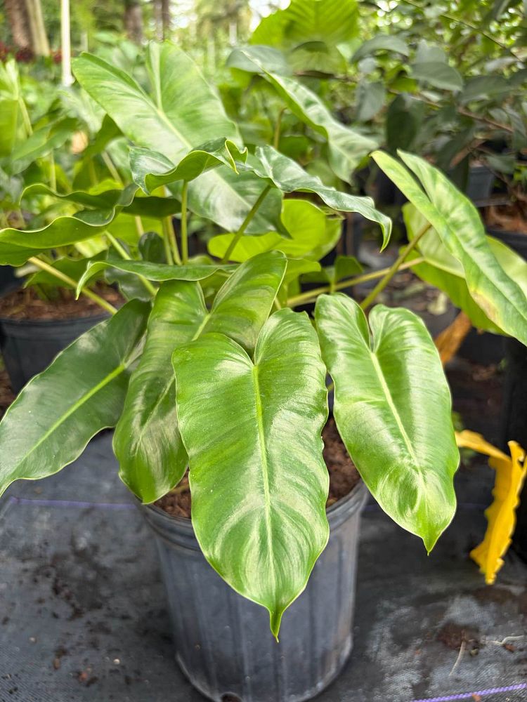 philodendron-burle-marx