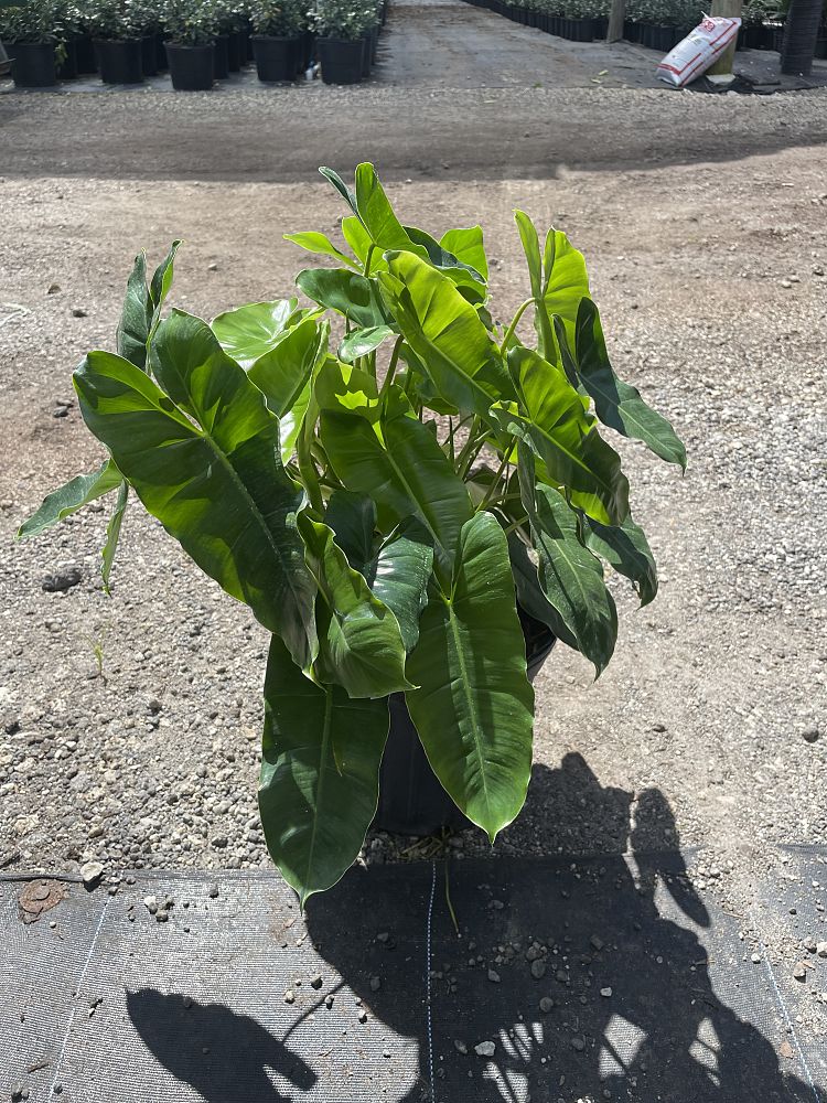 philodendron-burle-marx