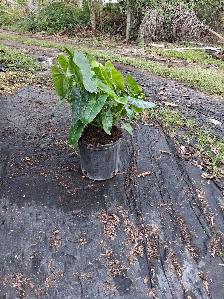 philodendron-burle-marx