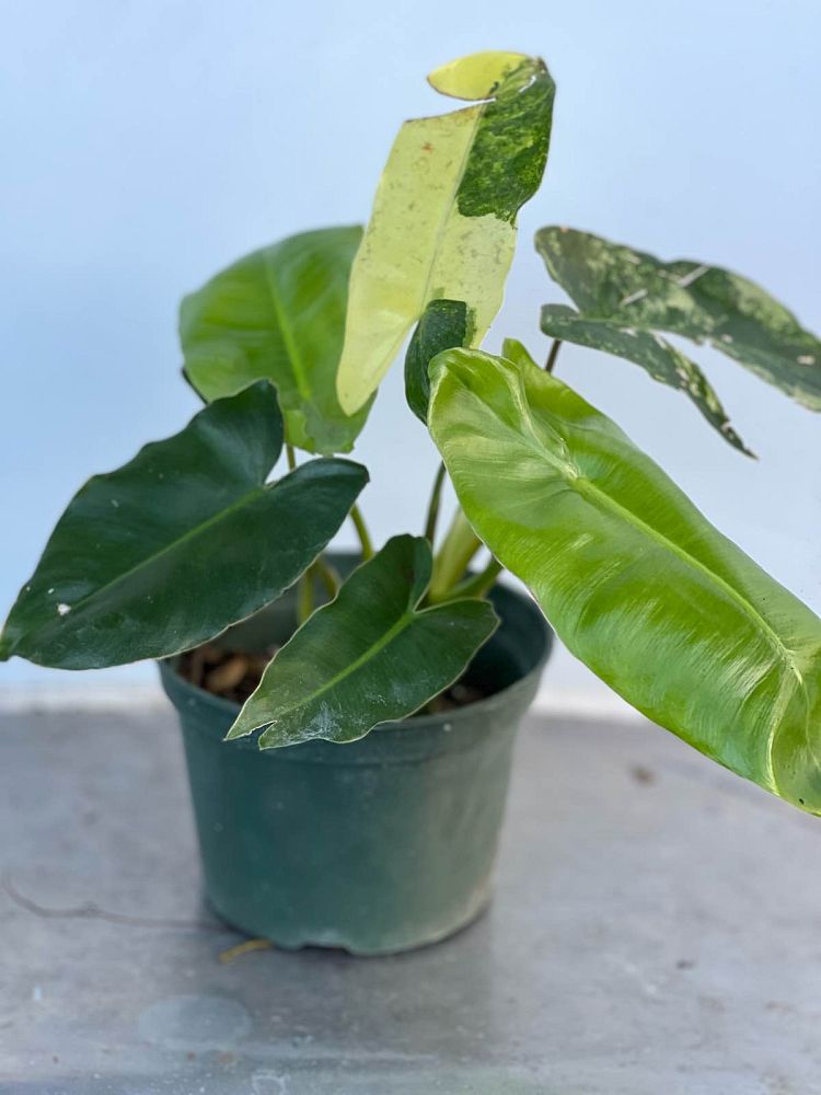 philodendron-burle-marx-variegated