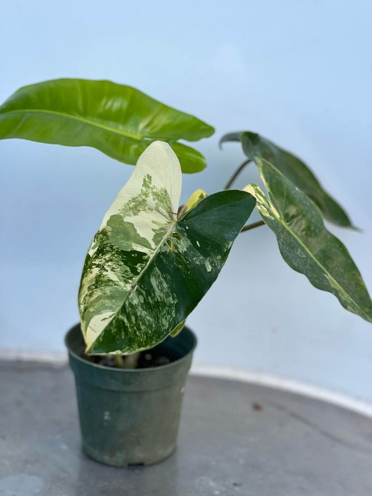 philodendron-burle-marx-variegated