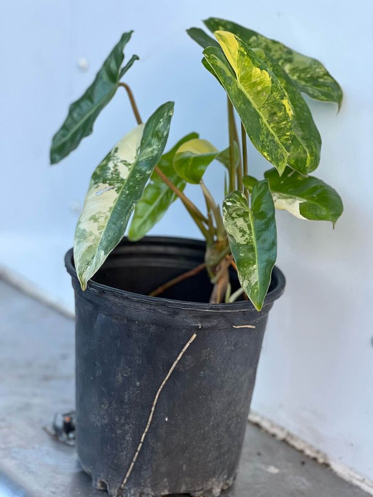 philodendron-burle-marx-variegated