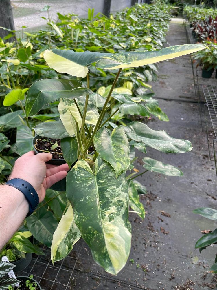 philodendron-burle-marx-variegated