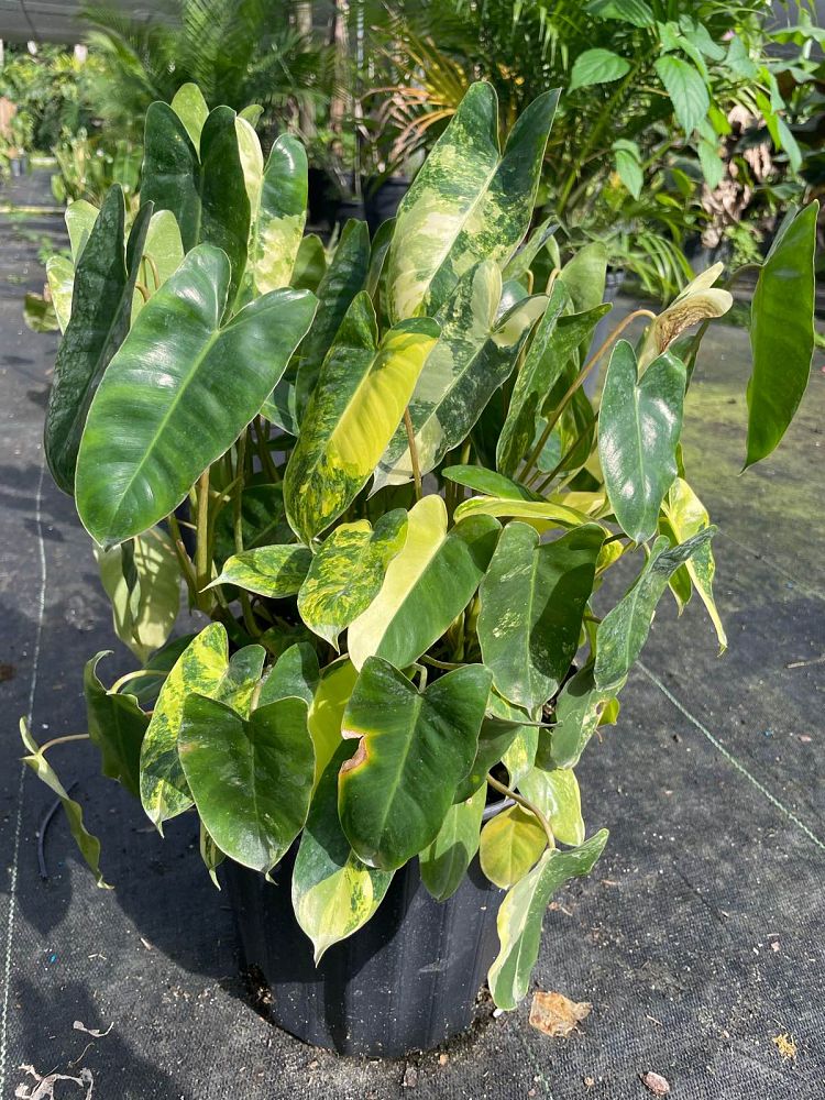 philodendron-burle-marx-variegated