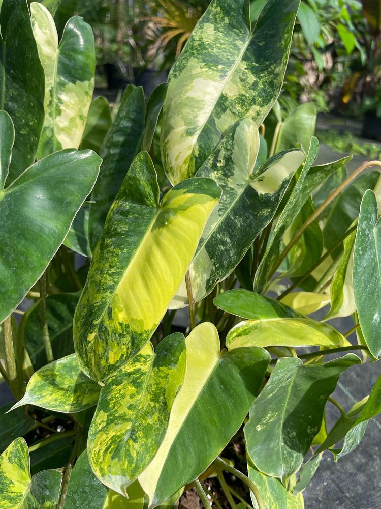 philodendron-burle-marx-variegated