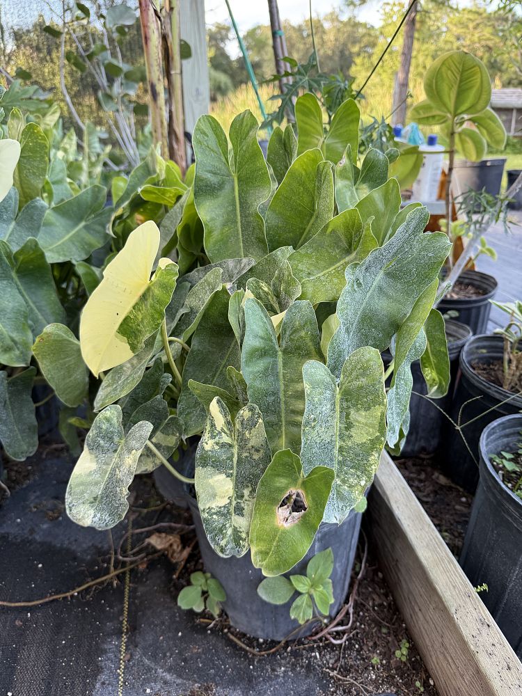 philodendron-burle-marx-variegated