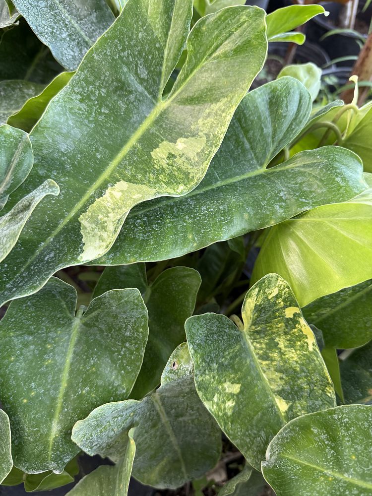 philodendron-burle-marx-variegated