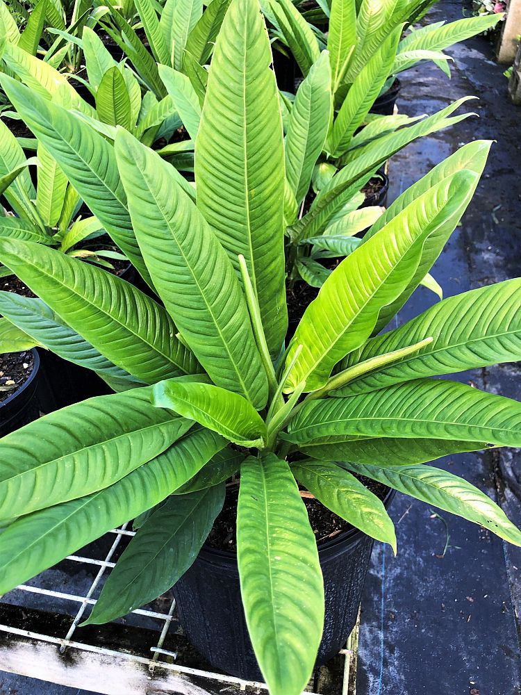 philodendron-campii-lynette