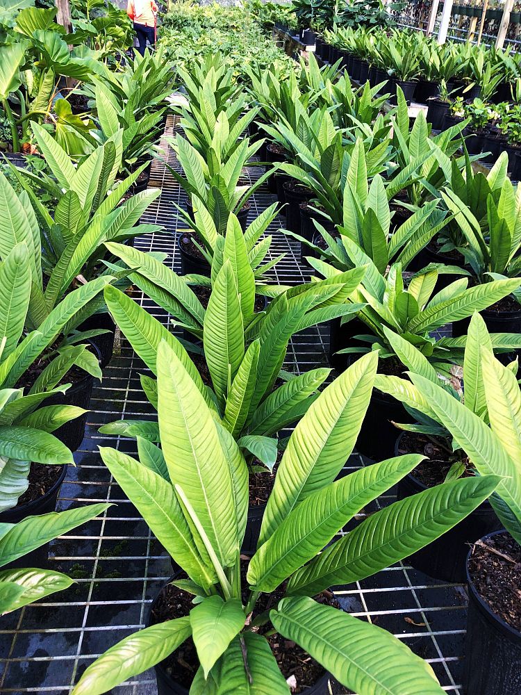 philodendron-campii-lynette