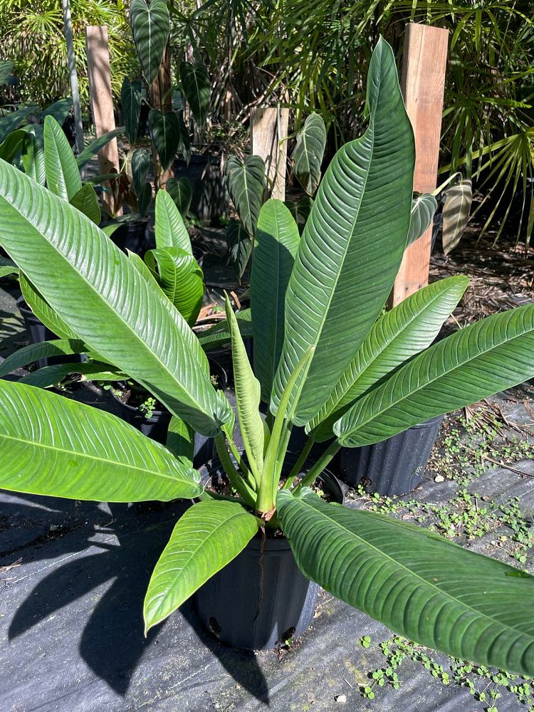 philodendron-campii-lynette