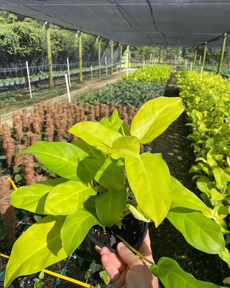 philodendron-ceylon