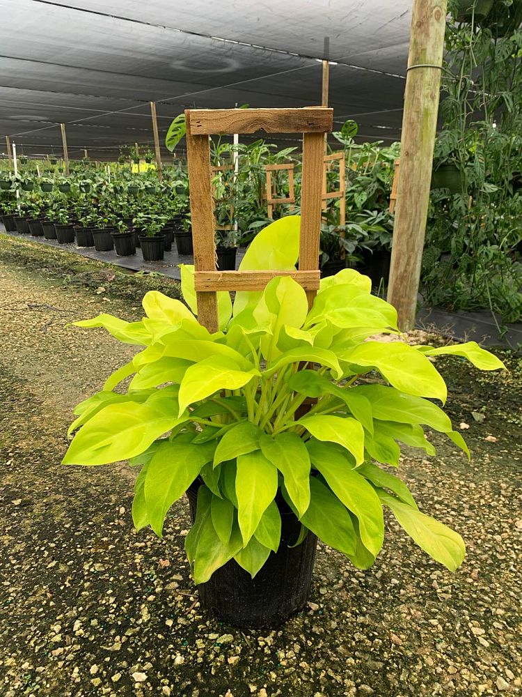 philodendron-ceylon