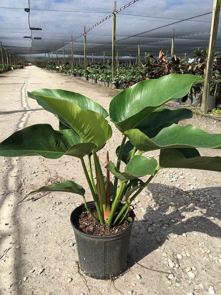 philodendron-congo-green-congo-philodendron