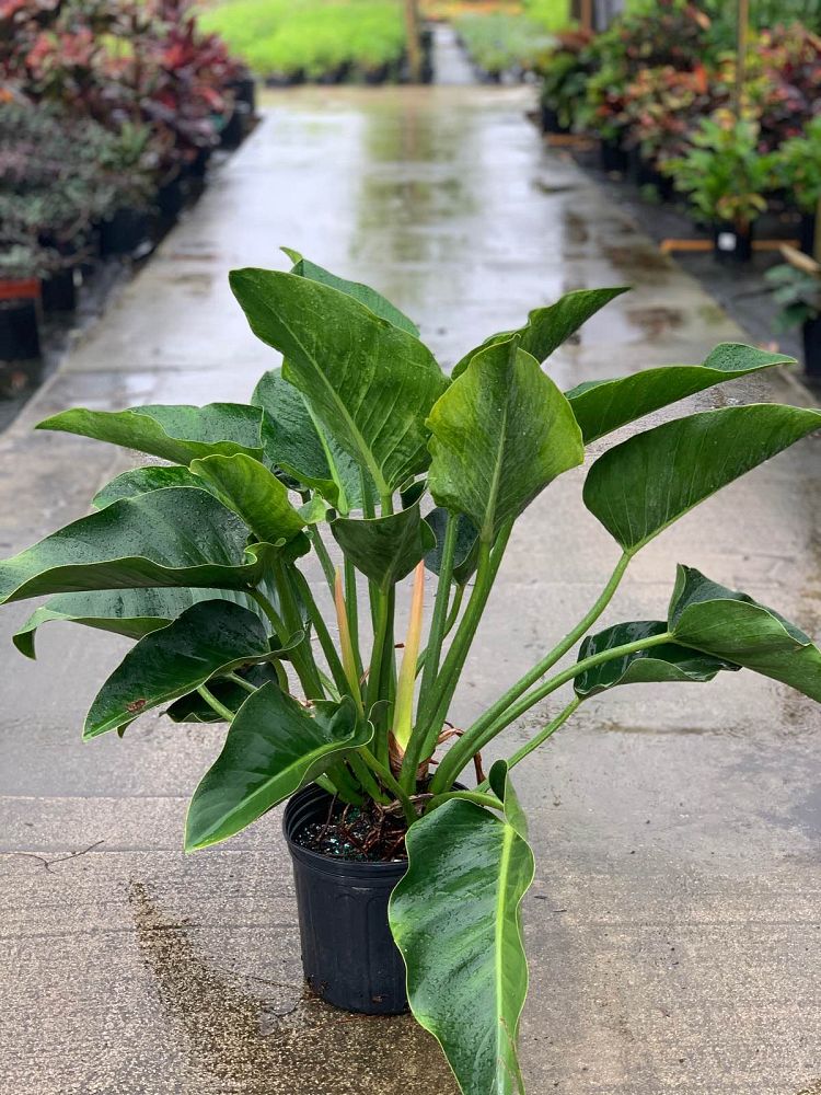philodendron-congo-green-congo-philodendron