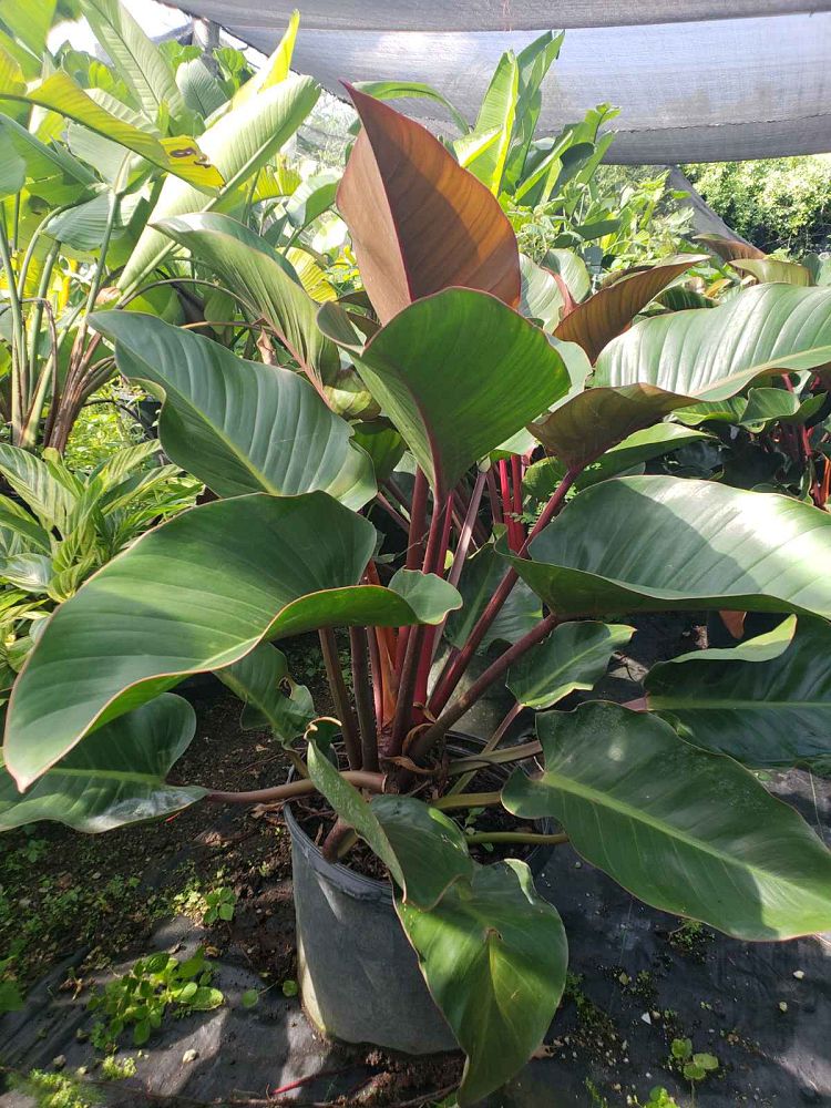 philodendron-congo-green-congo-philodendron
