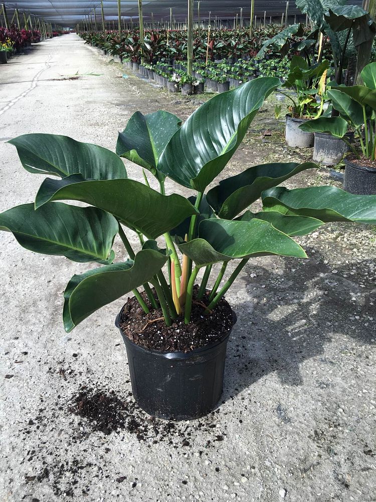 philodendron-congo-green-congo-philodendron