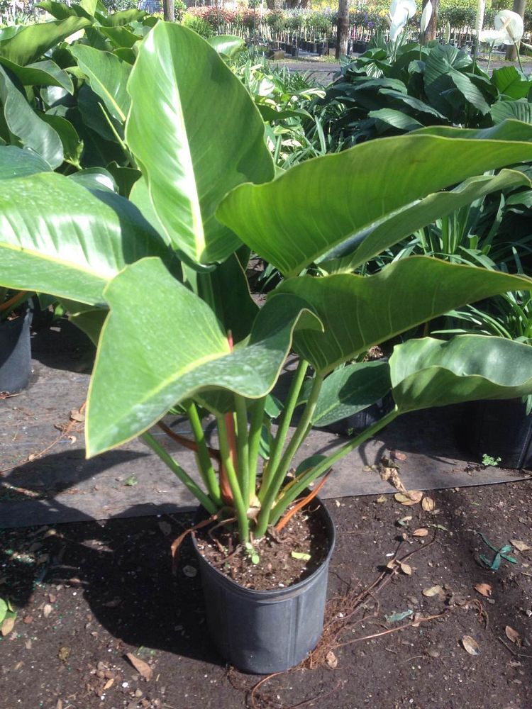 philodendron-congo-green-congo-philodendron