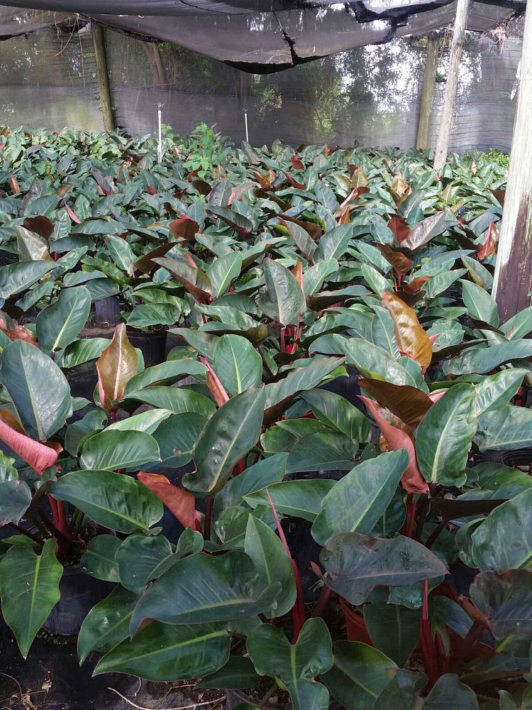philodendron-congo-green-congo-philodendron