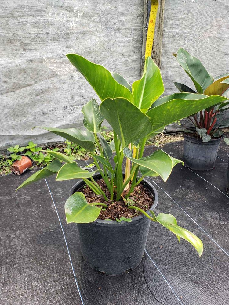philodendron-congo-green-congo-philodendron