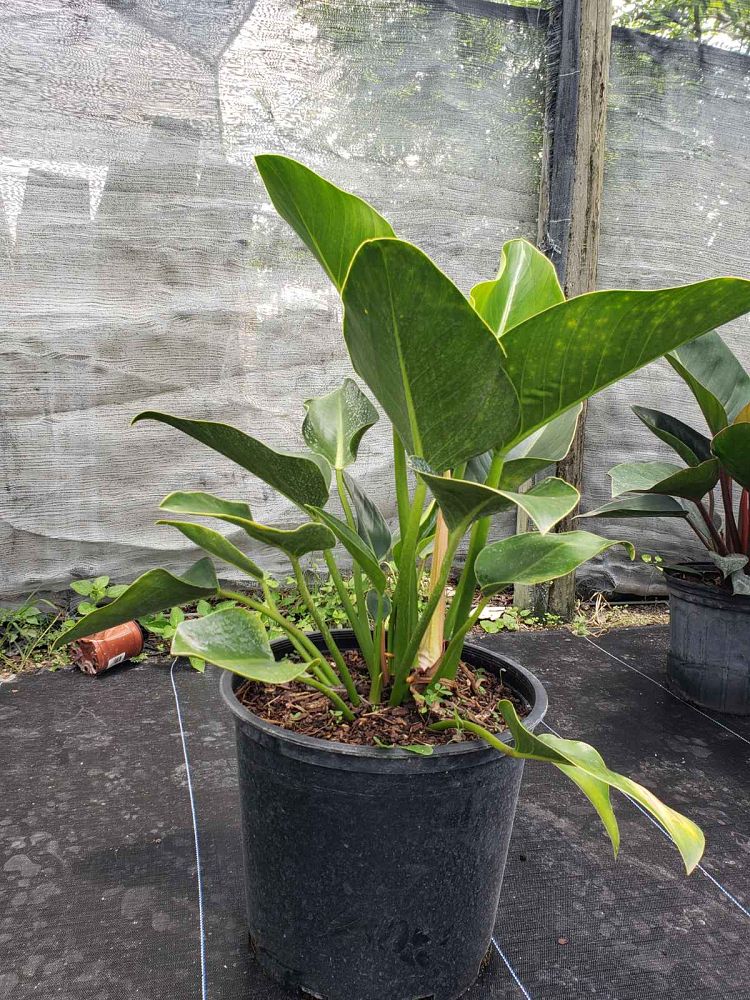 philodendron-congo-green-congo-philodendron