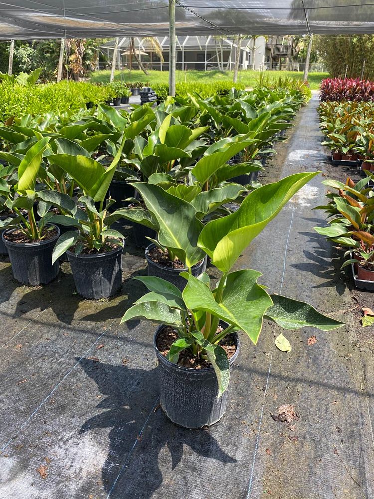 philodendron-congo-green-congo-philodendron