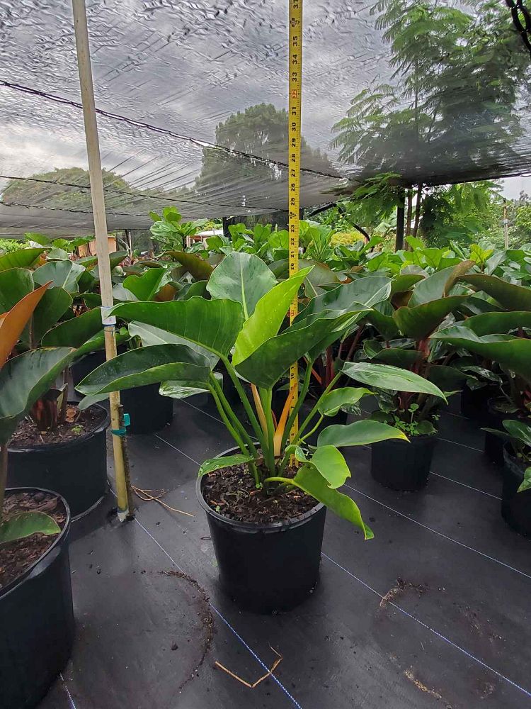 philodendron-congo-green-congo-philodendron