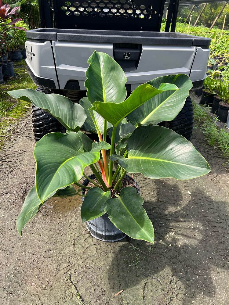 philodendron-congo-green-congo-philodendron