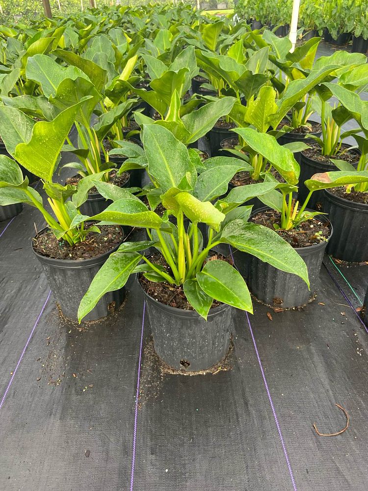 philodendron-congo-green-congo-philodendron