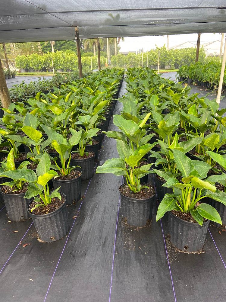 philodendron-congo-green-congo-philodendron