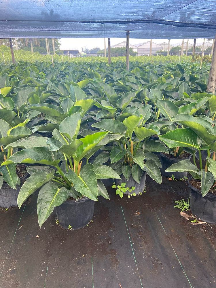 philodendron-congo-green-congo-philodendron