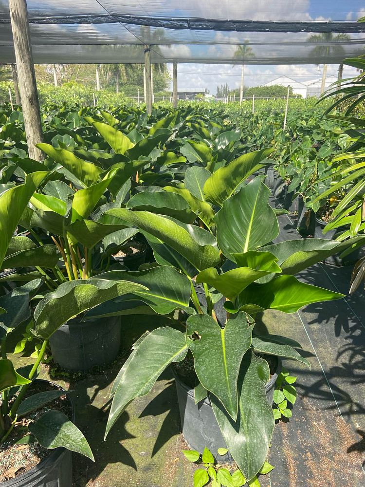 philodendron-congo-green-congo-philodendron