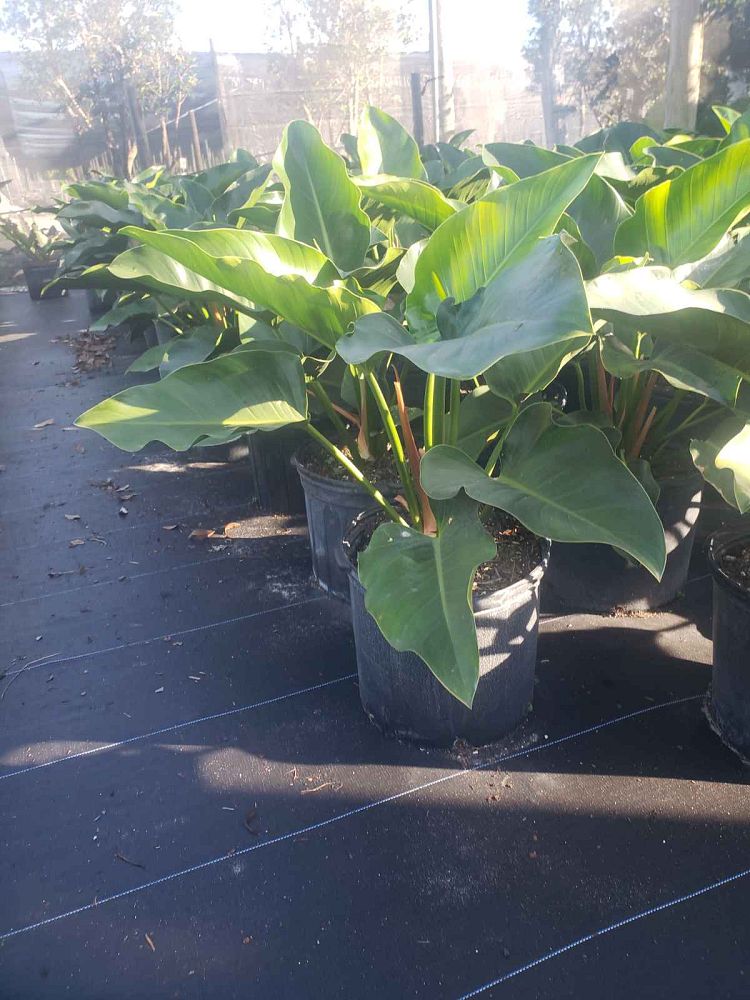 philodendron-congo-green-congo-philodendron