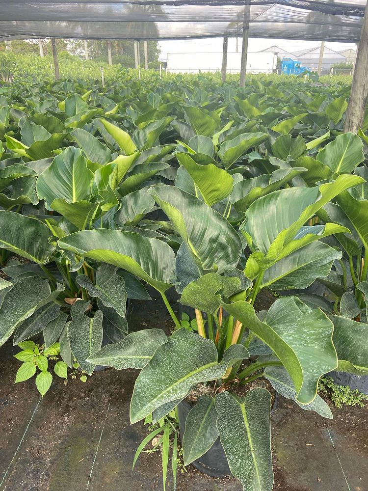 philodendron-congo-green-congo-philodendron