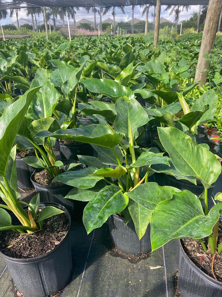 philodendron-congo-green-congo-philodendron