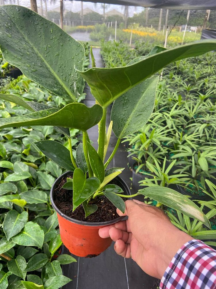 philodendron-congo-green-congo-philodendron