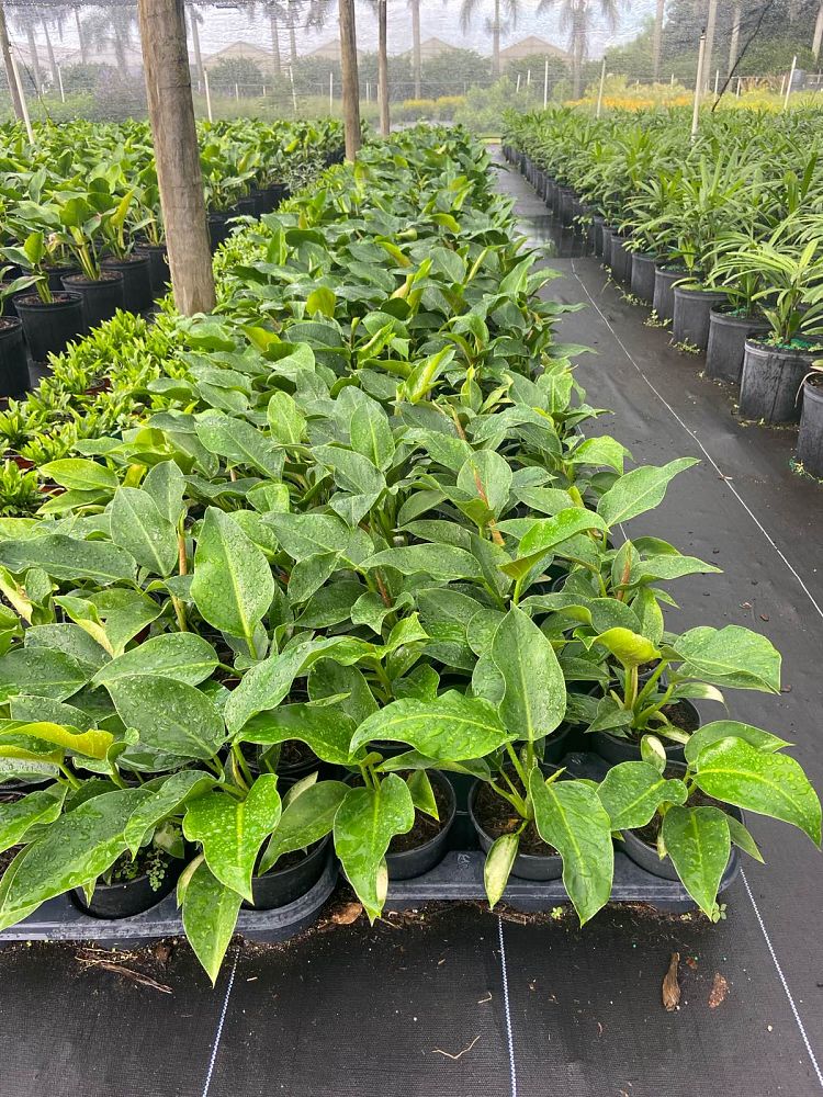 philodendron-congo-green-congo-philodendron