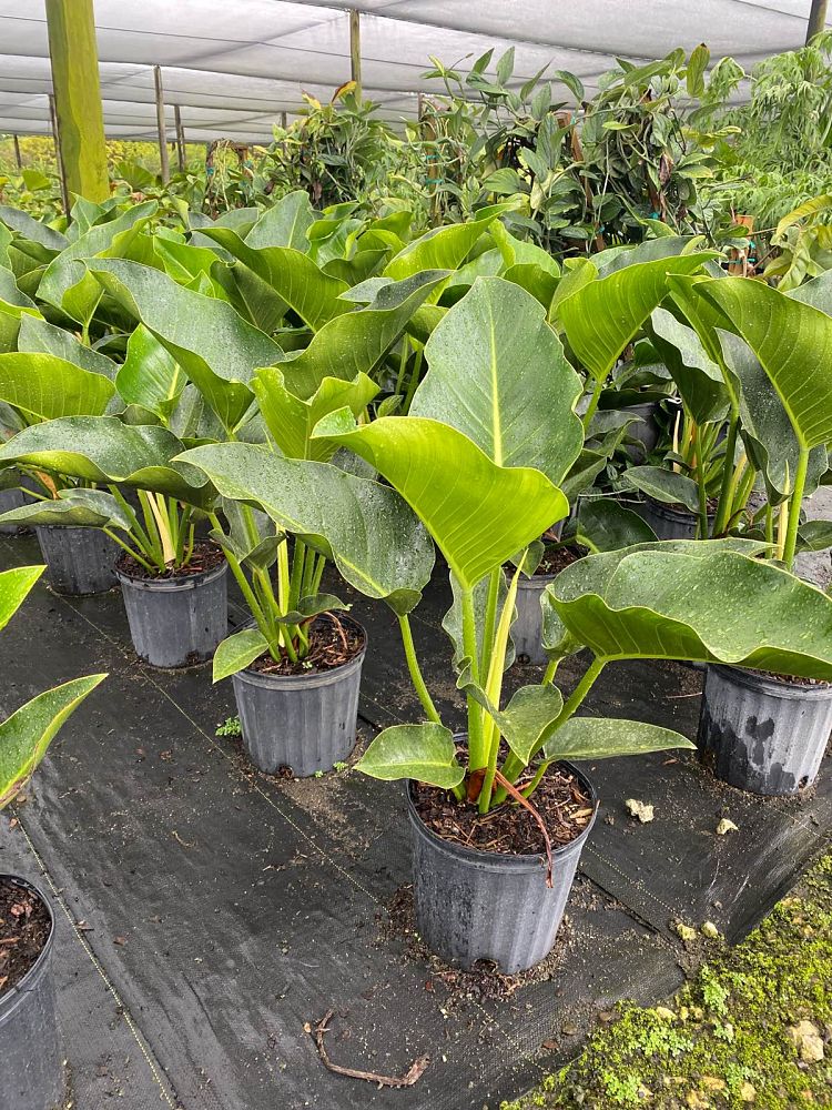 philodendron-congo-green-congo-philodendron