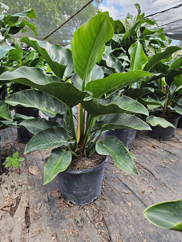 philodendron-congo-green-congo-philodendron